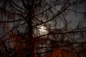 IMGP09850